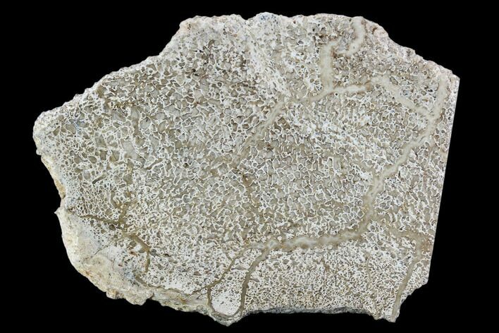 Polished Dinosaur Bone (Gembone) Section - Morocco #107027